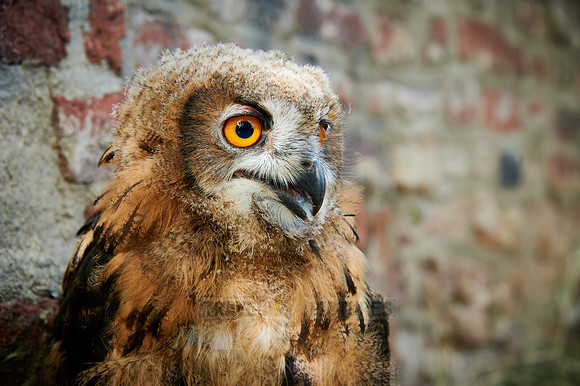 portrait of a juvenile Eurasian eagle-owl