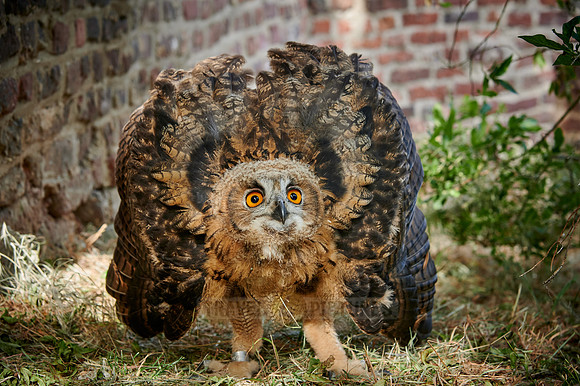 juvenile Eurasian eagle-owl booming