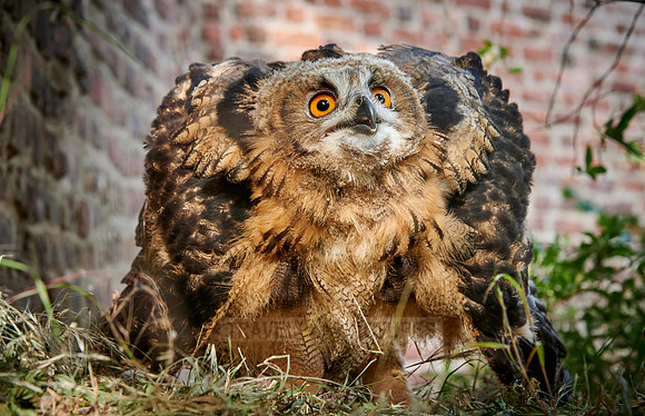 juvenile Eurasian eagle-owl booming