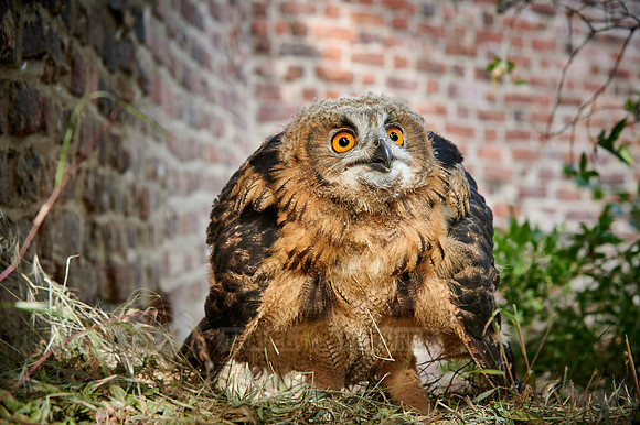 juvenile Eurasian eagle-owl