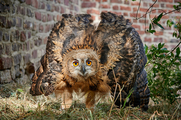 juvenile Eurasian eagle-owl booming