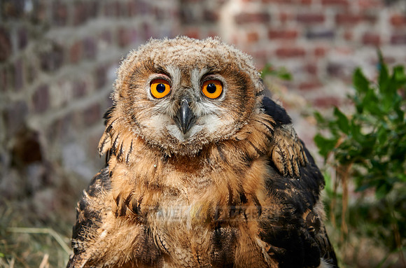 portrait of a juvenile Eurasian eagle-owl