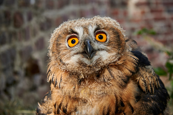 portrait of a juvenile Eurasian eagle-owl