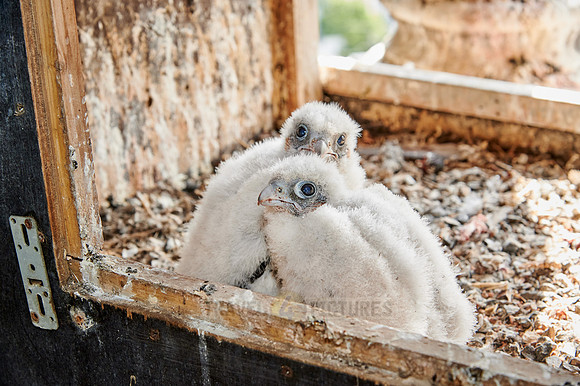 two Peregrine Falcon chicks