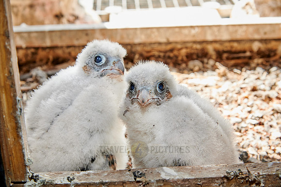 two Peregrine Falcon chicks