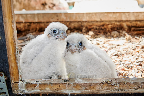 two Peregrine Falcon chicks