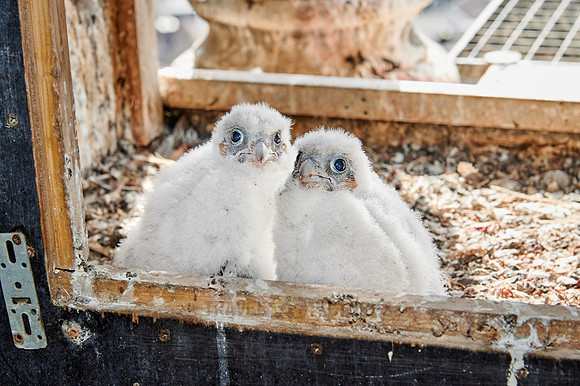 two Peregrine Falcon chicks