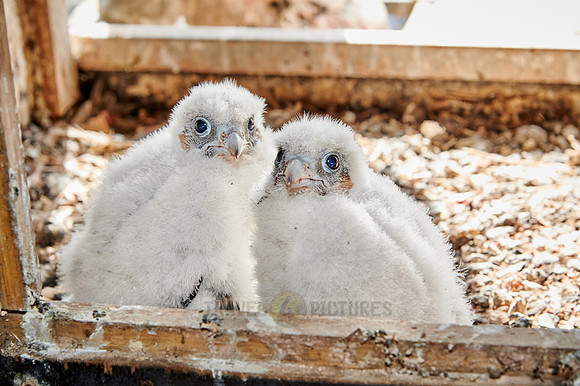 two Peregrine Falcon chicks