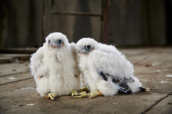 two Peregrine Falcon chicks