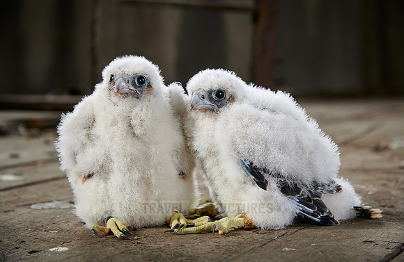 two Peregrine Falcon chicks