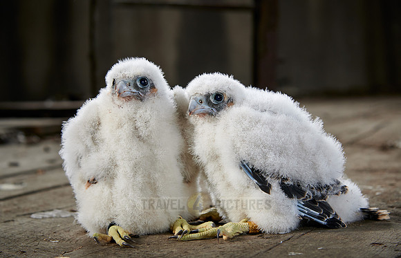 two Peregrine Falcon chicks