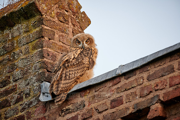 juvenile Eurasian eagle-owl