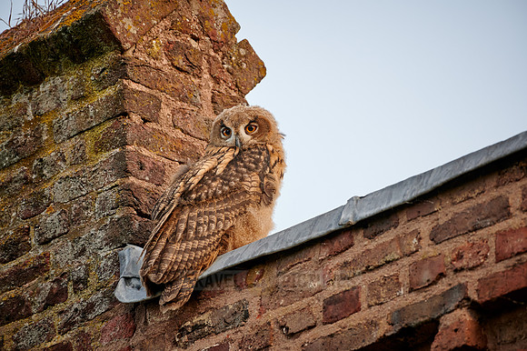 juvenile Eurasian eagle-owl