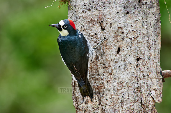 acorn woodpecker (Melanerpes formicivorus)