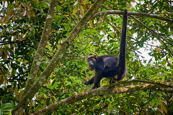 mantled howler (Alouatta palliata)