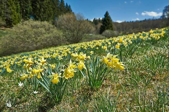 wild yellow Narcissus  or Daffodils (Narcissus pseudonarcissus)