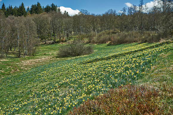 wild yellow Narcissus  or Daffodils (Narcissus pseudonarcissus)
