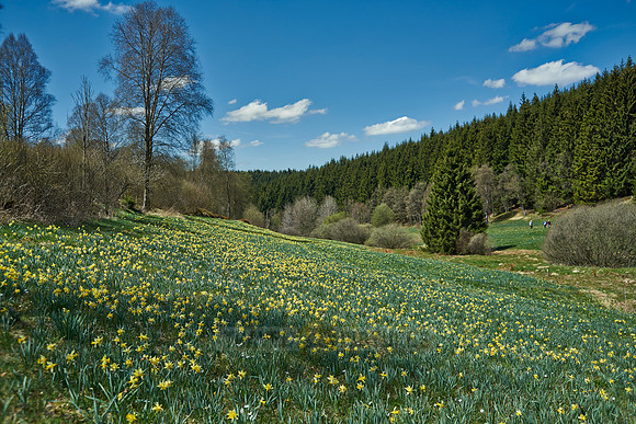 wild yellow Narcissus  or Daffodils (Narcissus pseudonarcissus)