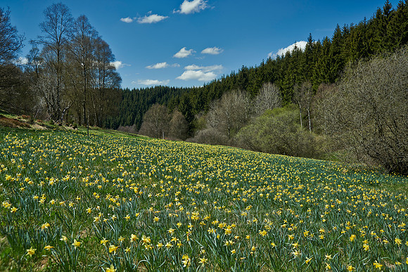 wild yellow Narcissus  or Daffodils (Narcissus pseudonarcissus)