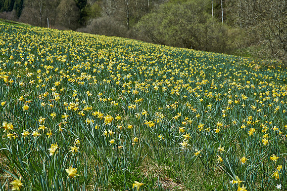 wild yellow Narcissus  or Daffodils (Narcissus pseudonarcissus)