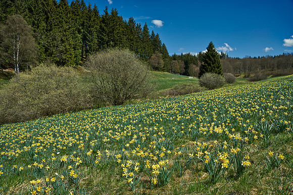 wild yellow Narcissus  or Daffodils (Narcissus pseudonarcissus)