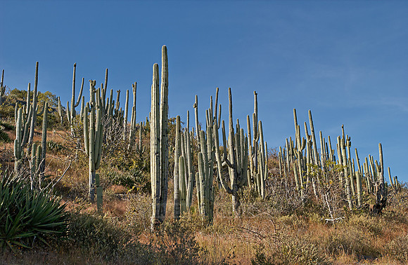 landscape with cacti