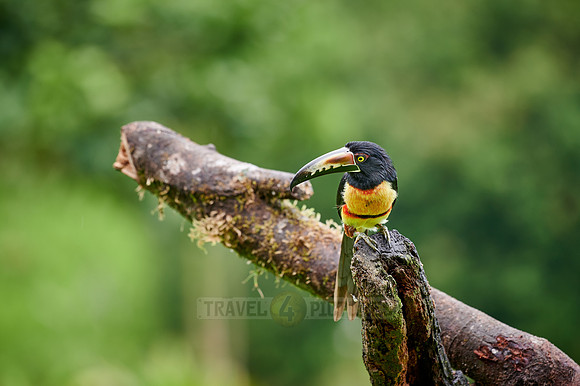 collared aracari (Pteroglossus torquatus)