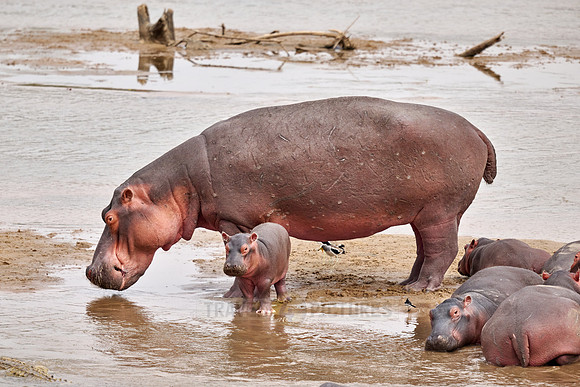 herd of hippos (Hippopotamus amphibius) with babys in Luangwa river