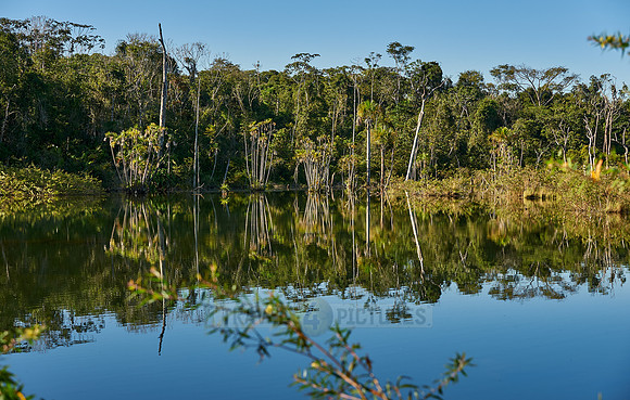 wetlands with palms at Amazon forest