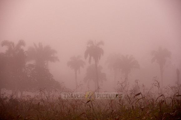 landscape with palms in morning mist