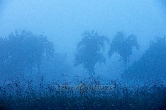 landscape with palms in morning mist