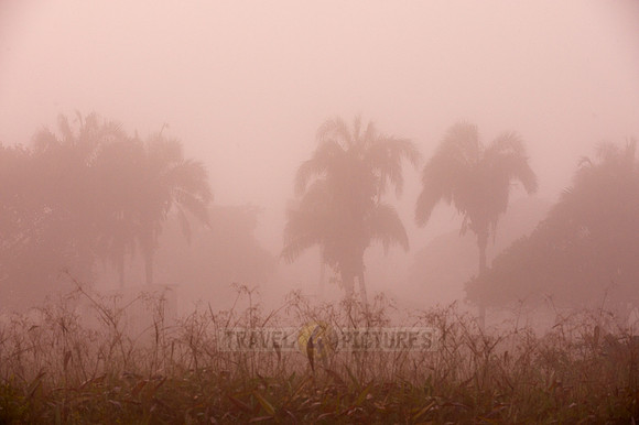 landscape with palms in morning mist
