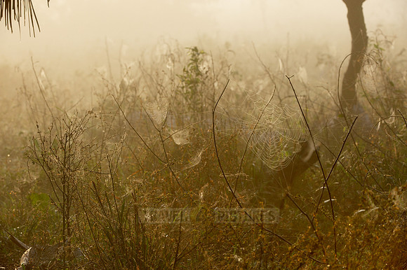 landscape with Spiderwebs in morning mist