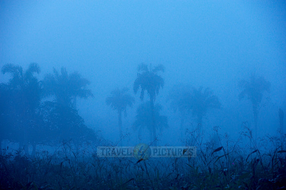 landscape with palms in morning mist