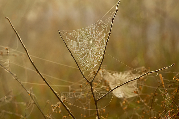 landscape with Spiderwebs in morning mist