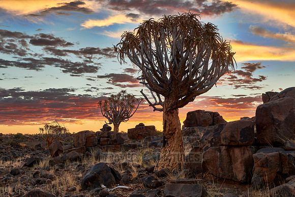 Quiver tree forest at sunset