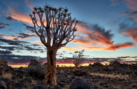 Quiver tree forest at sunset