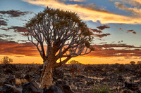 Quiver tree forest at sunset