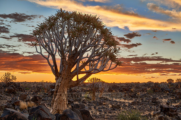 Quiver tree forest at sunset