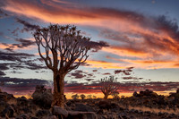Quiver tree forest at sunset
