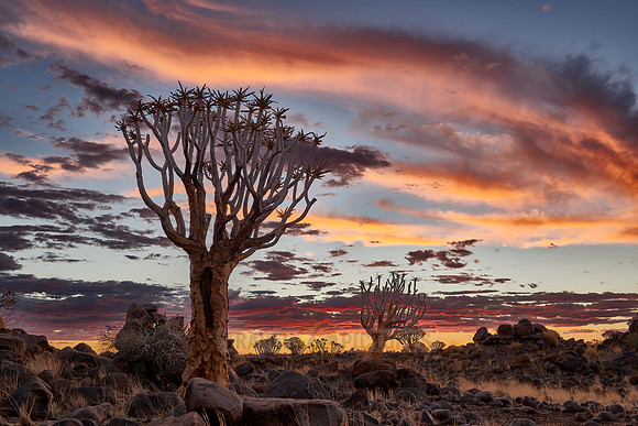 Quiver tree forest at sunset