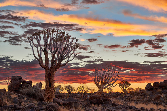 Quiver tree forest at sunset