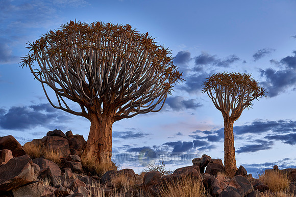 Quiver tree forest at sunset