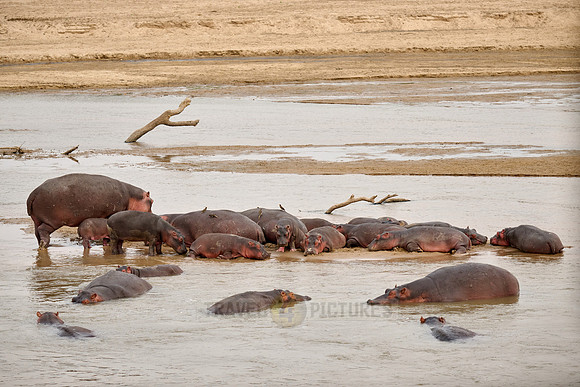 herd of hippos (Hippopotamus amphibius) with babys in Luangwa river