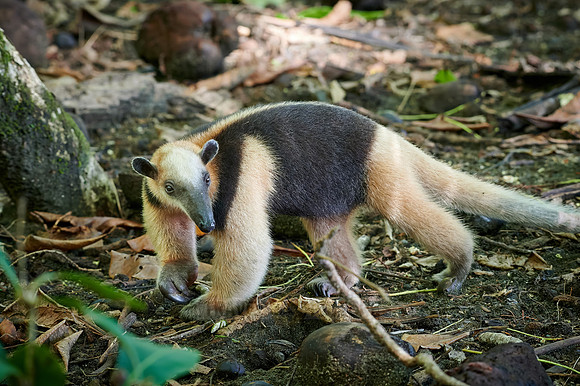 Northern tamandua (Tamandua mexicana)