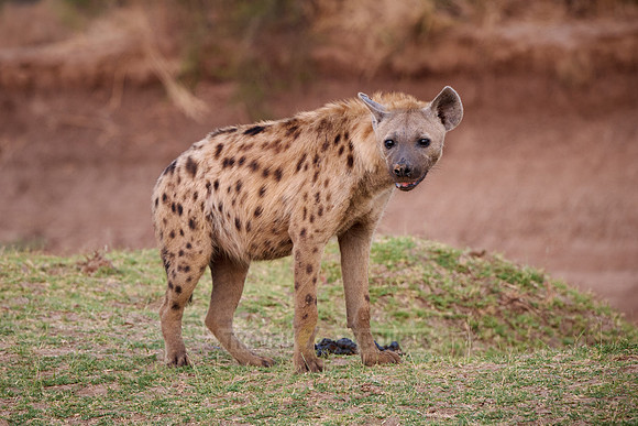 spotted hyena (Crocuta crocuta)