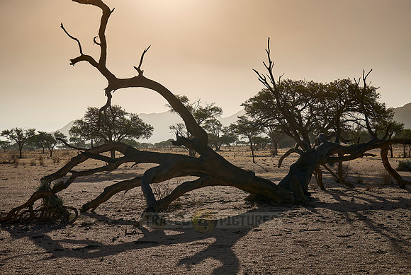 desert landscape on the farm Namtib