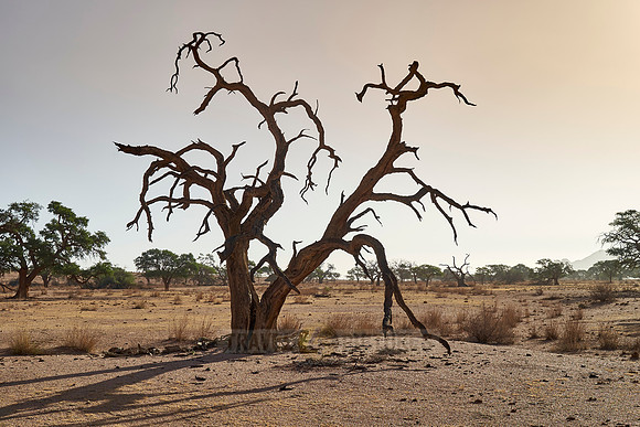 desert landscape on the farm Namtib