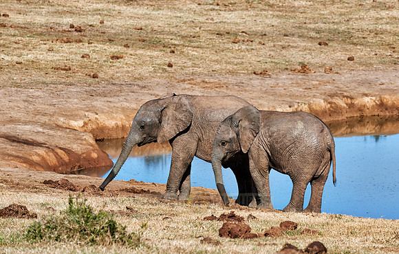 young African bush elephant