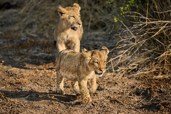 walking lion cubs (Panthera leo)